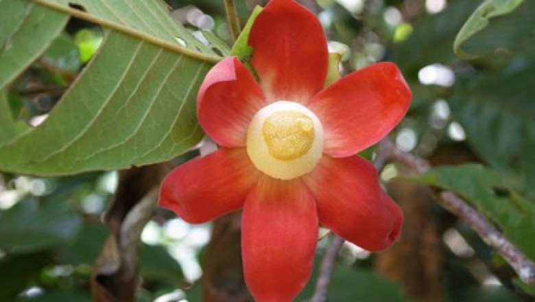 Cây Chuối con chông. Uvaria purpurea Blume - Cây Thuốc Nam Quanh Ta